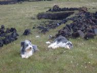 PEAT BOG